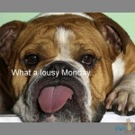 What-a-lousy-Monday dog sticking its tongue out lousy