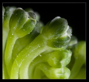Nurtured-Broccoli-fresh-green Fresh and green shot of Broccoli Macro