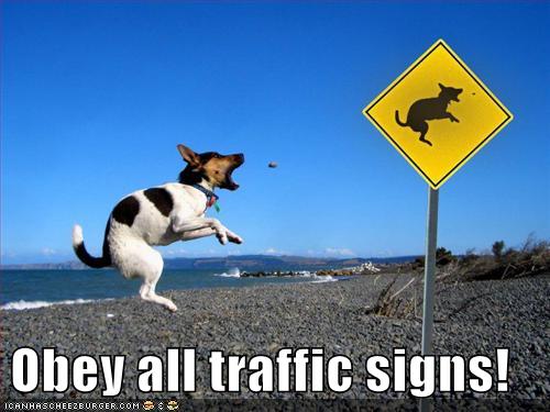 search engine traffic obey rules