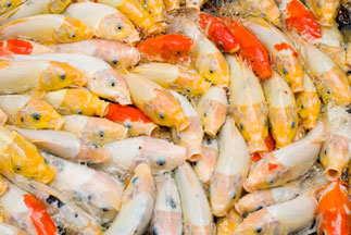 concept of crowded space