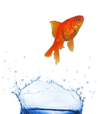 gold fish short attention span