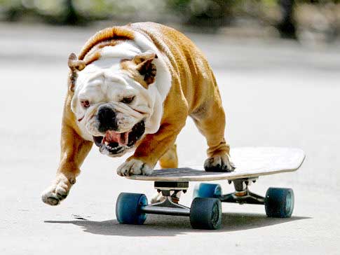 Tillman, the world's fastest skateboarding canine