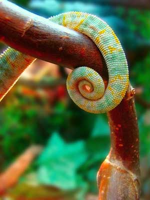 Long-tail-pro-lizard-tail